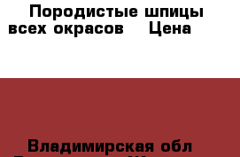 Породистые шпицы всех окрасов  › Цена ­ 15 000 - Владимирская обл., Владимир г. Животные и растения » Собаки   